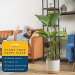 White Bird of Paradise Indoor Plant, 3-4 Feet