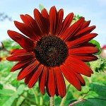 1,000+ Heirloom Non-GMO Sunflower Seeds for Planting