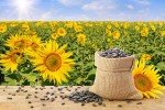 1,000+ Heirloom Non-GMO Sunflower Seeds for Planting