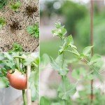 Organic Non-GMO Vegetable Seeds - 10 Variety Pack