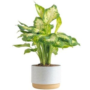 Dieffenbachia Indoor Plant - Easy Care Houseplant