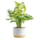 Dieffenbachia Indoor Plant - Easy Care Houseplant