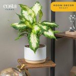 Dieffenbachia Indoor Plant - Easy Care Houseplant