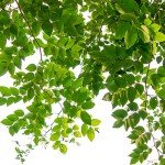 Jobe's Tree Fertilizer Food Spikes for Gardens