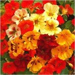 350+ Non-GMO Jewel Mixture Nasturtium Seeds