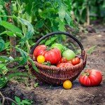 Augason Farms Vegetable Garden Seed Variety Pack