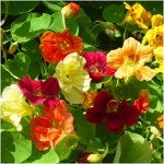 350+ Non-GMO Jewel Mixture Nasturtium Seeds