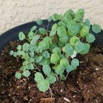 350+ Non-GMO Jewel Mixture Nasturtium Seeds