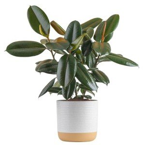 Burgundy Rubber Plant - Indoor Ficus Elastica