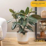 Burgundy Rubber Plant - Indoor Ficus Elastica