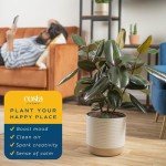 Burgundy Rubber Plant - Indoor Ficus Elastica