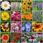 Perennial Wildflower Seed Mix for Planting