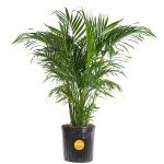 Costa Farms Cat Palm - Indoor Potted Floor Plant