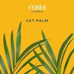 Costa Farms Cat Palm - Indoor Potted Floor Plant