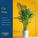 Costa Farms Cat Palm - Indoor Potted Floor Plant