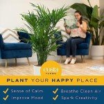 Costa Farms Cat Palm - Indoor Potted Floor Plant