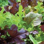 Gourmet Blend Lettuce Seeds - 1000 Count