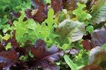 Gourmet Blend Lettuce Seeds - 1000 Count