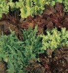 Gourmet Blend Lettuce Seeds - 1000 Count