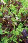 Gourmet Blend Lettuce Seeds - 1000 Count