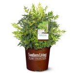 Lemon Lime Nandina Shrub - 2 Gallon Pot