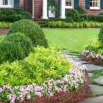 Lemon Lime Nandina Shrub - 2 Gallon Pot