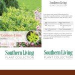 Lemon Lime Nandina Shrub - 2 Gallon Pot