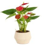 Indoor Anthurium Plant in White Ceramic Planter