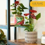 Indoor Anthurium Plant in White Ceramic Planter