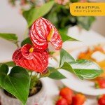 Indoor Anthurium Plant in White Ceramic Planter