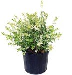 Green Promise Farms - Salix 'Hakaro Nishiki' Shrub