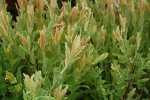 Green Promise Farms - Salix 'Hakaro Nishiki' Shrub