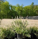 Green Promise Farms - Salix 'Hakaro Nishiki' Shrub