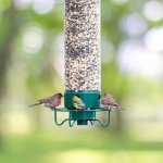 Droll Yankees Squirrel-Proof Bird Feeder in Green