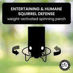 Droll Yankees Squirrel-Proof Bird Feeder in Green