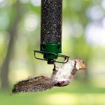 Droll Yankees Squirrel-Proof Bird Feeder in Green