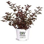 Proven Winners - Physocarpus op. Summer Wine (Ninebark) Shrub, red foliage, #2 - Size Container