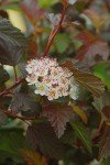 Proven Winners - Physocarpus op. Summer Wine (Ninebark) Shrub, red foliage, #2 - Size Container