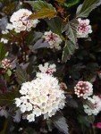 Proven Winners - Physocarpus op. Summer Wine (Ninebark) Shrub, red foliage, #2 - Size Container