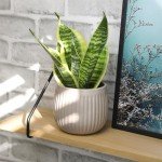 Live Snake Plant, Sansevieria trifasciata Superba, Fully Rooted Indoor House Plant in Pot, Mother in Law Tongue Sansevieria Plant, Potted Succulent Plant, Houseplant in Potting Soil by Plants for Pets