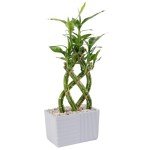 Medium Lucky Bamboo Plant with Black Ceramic Planter
