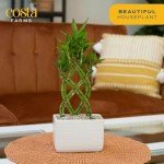 Medium Lucky Bamboo Plant with Black Ceramic Planter