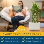 Medium Lucky Bamboo Plant with Black Ceramic Planter