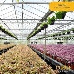 Medium Lucky Bamboo Plant with Black Ceramic Planter