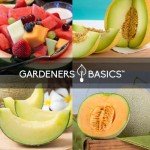 Melon Fruit Seed Variety Packs for Home Gardens