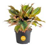 Easy Care Chinese Evergreen Live Plant