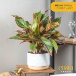 Easy Care Chinese Evergreen Live Plant