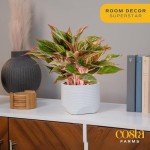 Easy Care Chinese Evergreen Live Plant