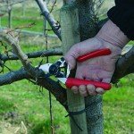 High-Performance Swiss Made Pruning Shears