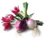 Jobes Organic Bone Meal Fertilizer - 8 lbs Total